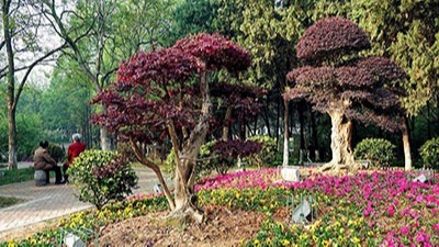 如何利用植物構成園林景觀規劃設計的空間？